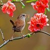 Wren On Flowers Branch paint by numbers