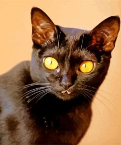 Yellow Eyed Bombay Cat paint by numbers