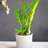 Zamioculcas Plant paint by numbers