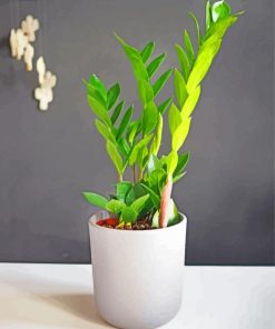 Zamioculcas Plant paint by numbers