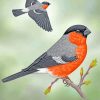 Aesthetic Eurasian Bullfinches paint by numbers