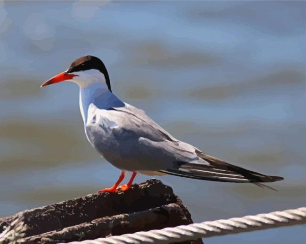 Aesthetic Sternidae Tern Bird Paint By Number