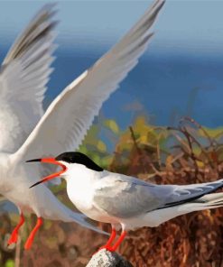 Aesthetic Sternidae Tern Birds Paint By Number