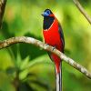 New world trogons pain,t by numbers