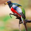 Aesthetic Trogon paint by numbers