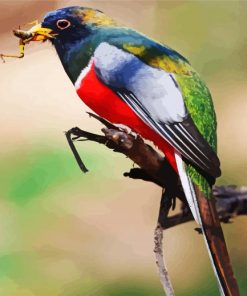 Aesthetic Trogon paint by numbers