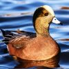 Wigeon Bird Paint By Number