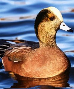 Wigeon Bird Paint By Number