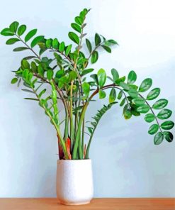 Aesthetic Zamioculcas Plant paint by numbers