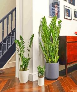 Aesthetic Zamioculcas Plants paint by numbers