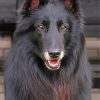 Aesthetic Black Belgian Tervuren paint by numbers