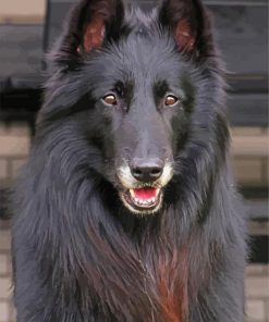 Aesthetic Black Belgian Tervuren paint by numbers