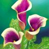 Aesthetic Purple Cala Lilly paint by numbers