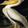 American White Pelican By John James Audubon Paint By Number