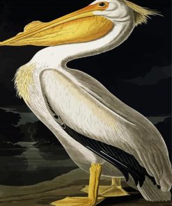 American White Pelican By John James Audubon Paint By Number