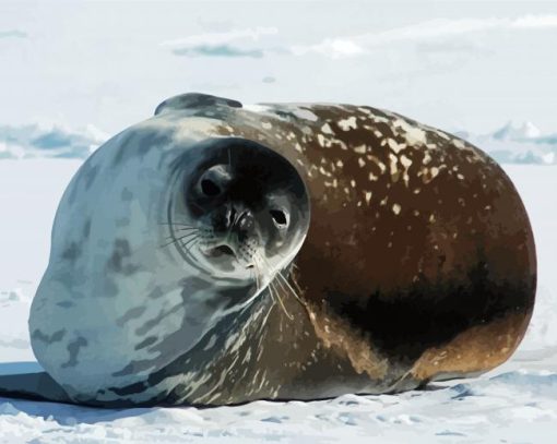 Antarctica Seal paint by numbers