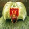 Baboon Art paint by numbers