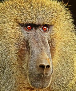 Baboons Monkey Animal paint by numbers