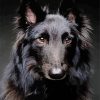 Black Belgian Tervuren Dog Paint By Number