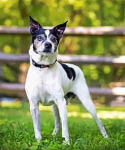 Black And White Rat Terrier Paint By Number