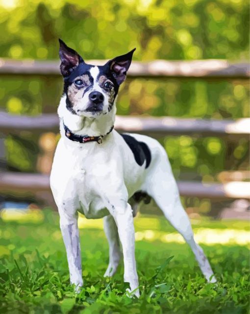 Black And White Rat Terrier Paint By Number