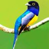 Blue Trogon Paint By Number