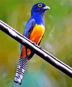 Blue Trogon Bird Paint By Number