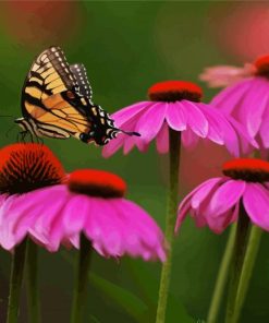 Butterfly And Purple Coneflower Paint By Number