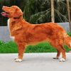 Cute Nova Scotia Duck Tolling Retriever paint by numbers