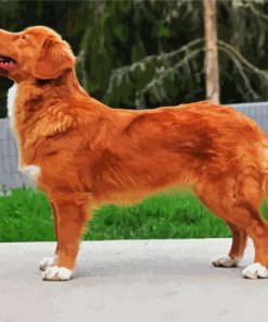 Cute Nova Scotia Duck Tolling Retriever paint by numbers