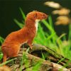 Cute Brown Weasel Paint By Number