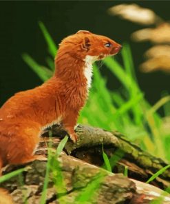 Cute Brown Weasel Paint By Number