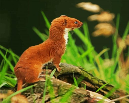 Cute Brown Weasel Paint By Number