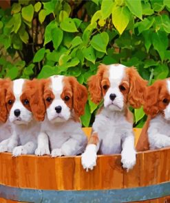 Cute king Charles Spaniel Puppies paint by numbers