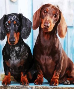 Dachshunds Puppies paint by numbers