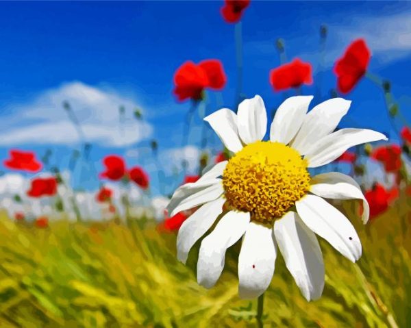 Daisy Flower Paint By Number
