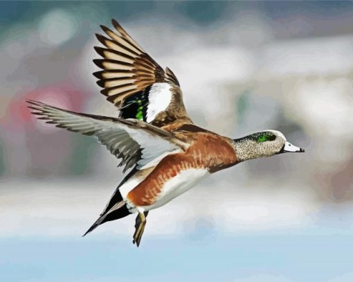 Flying Wigeon paint by numbers