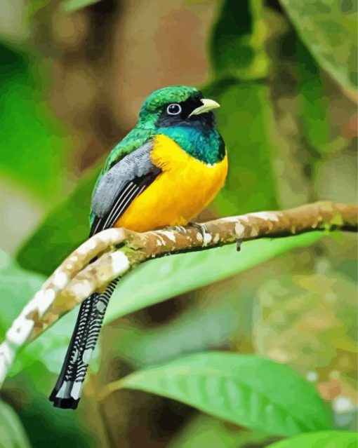 Green and Yellow Trogon paint by numbers