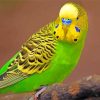 Green and Yellow Budgerigar paint by numbers