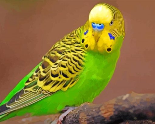 Green and Yellow Budgerigar paint by numbers