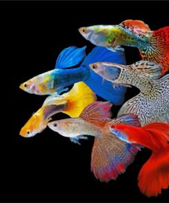 Guppy Rainbow Fish paint by numbers