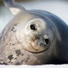 Harbor Seal Antarctica paint by numbers