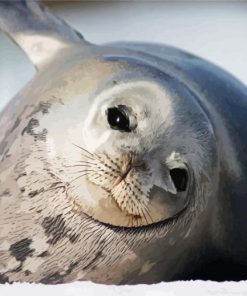 Harbor Seal Antarctica paint by numbers