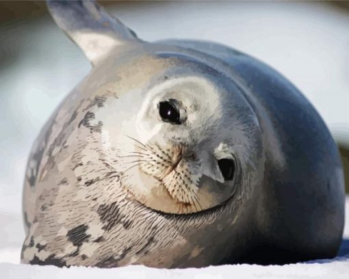 Harbor Seal Antarctica paint by numbers