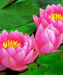 Pink Waterlily paint by numbers