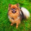 Pomeranian Dog paint by numbers