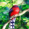 Red Trogon Bird Paint By Number