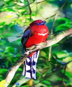 Red Trogon Bird Paint By Number