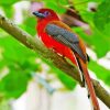 Red Trogon In A Tree Paint By Number