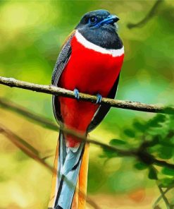 Red Trogon paint by numbers